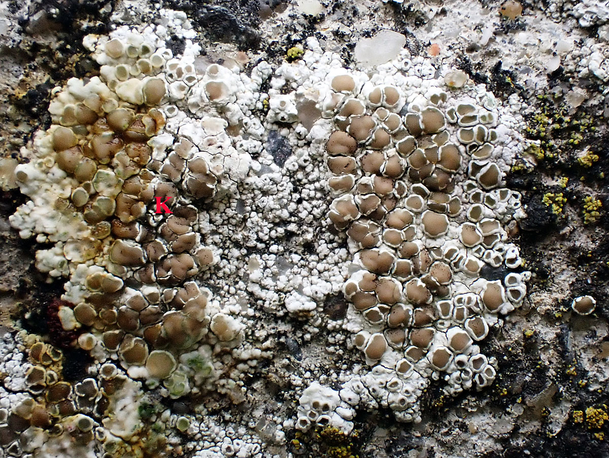 Lecanora campestris subsp. campestris morpho campestris forme sur béton.
